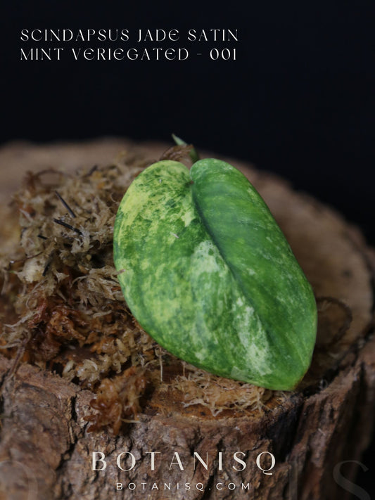 Scindapsus Jade Satin Mint Variegated – Cutting 001