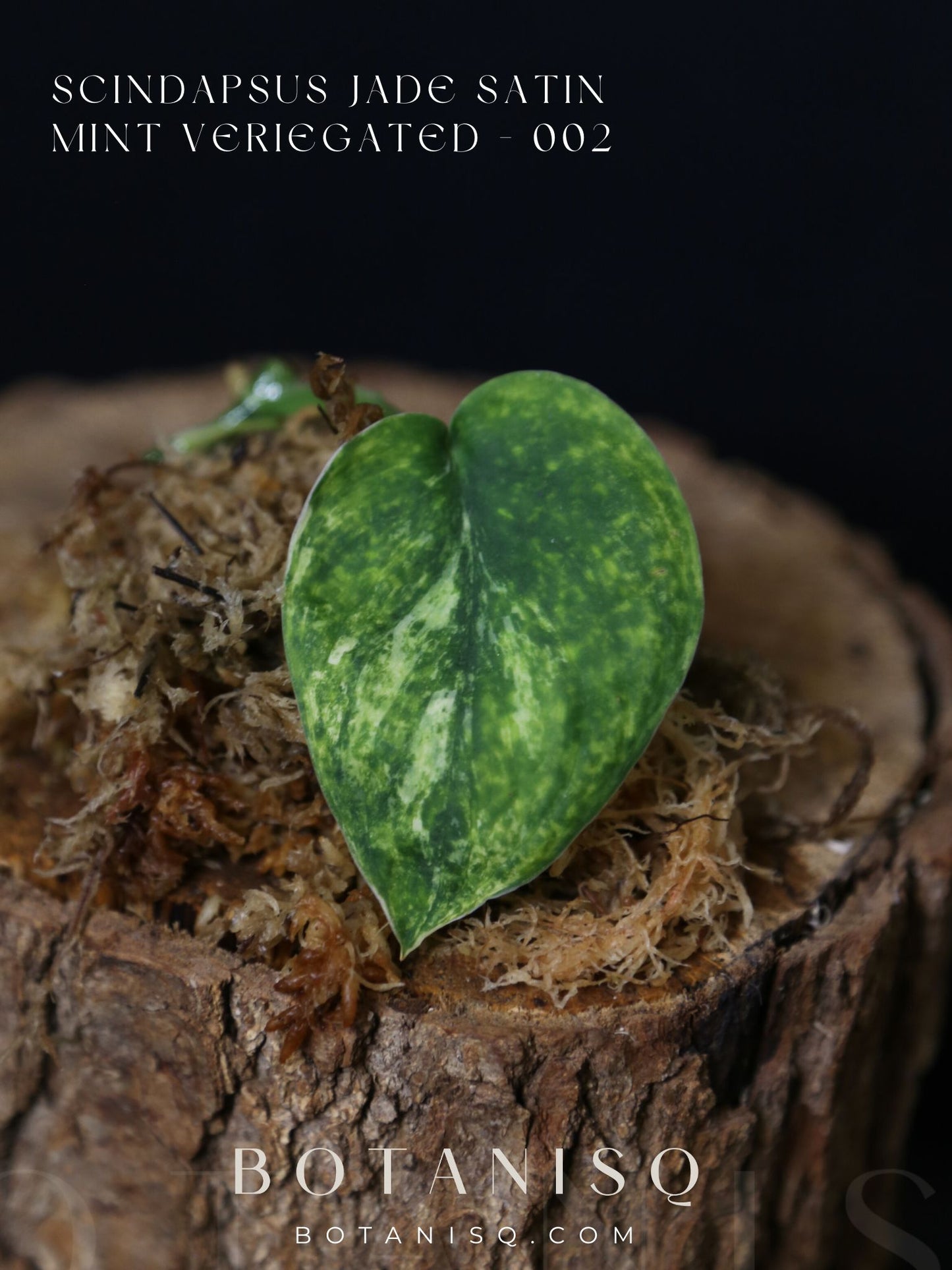 Scindapsus Jade Satin Mint Variegated – Cutting 002