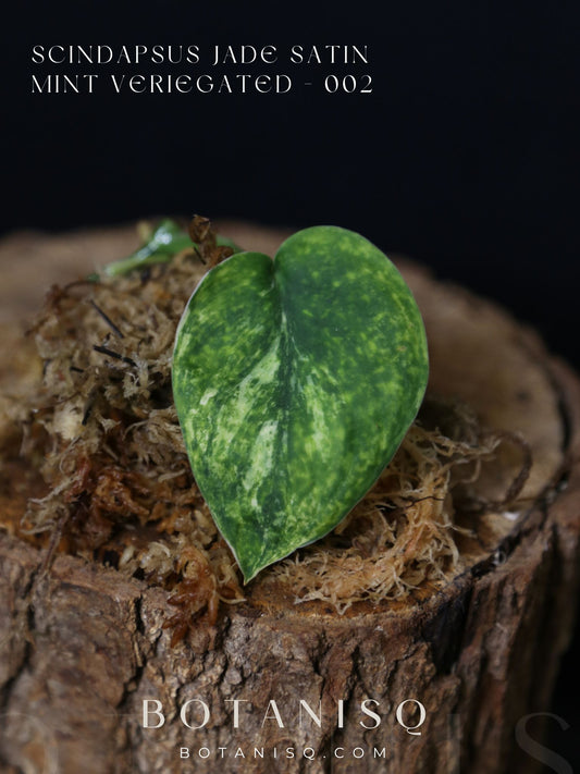 Scindapsus Jade Satin Mint Variegated – Cutting 002