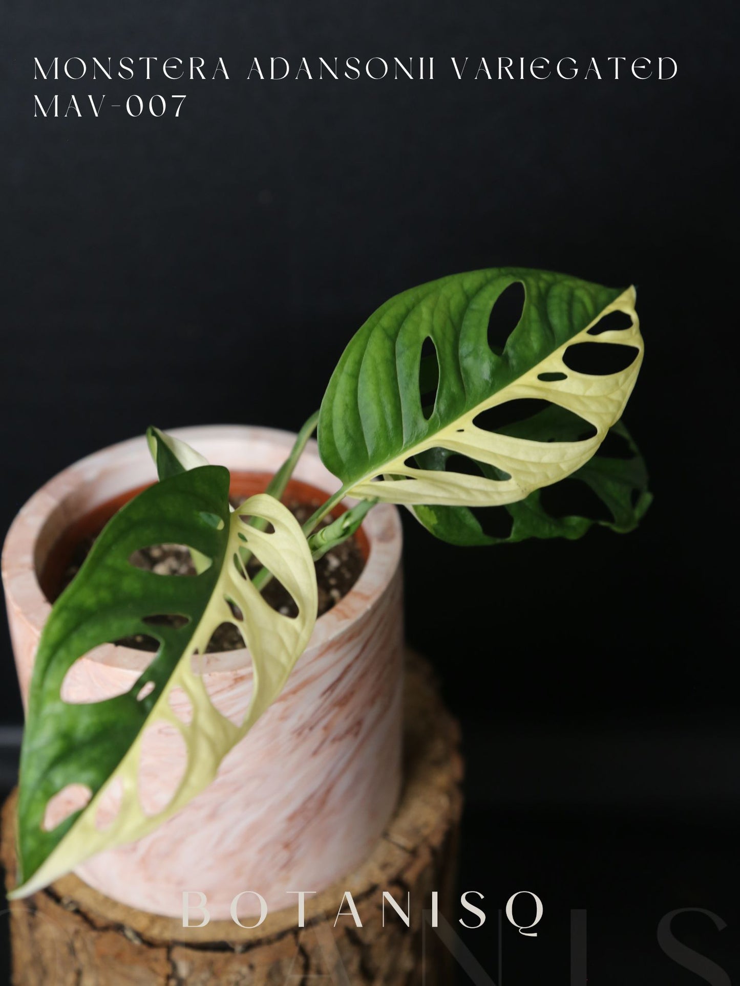 Monstera Adansonii variegata MAV-007