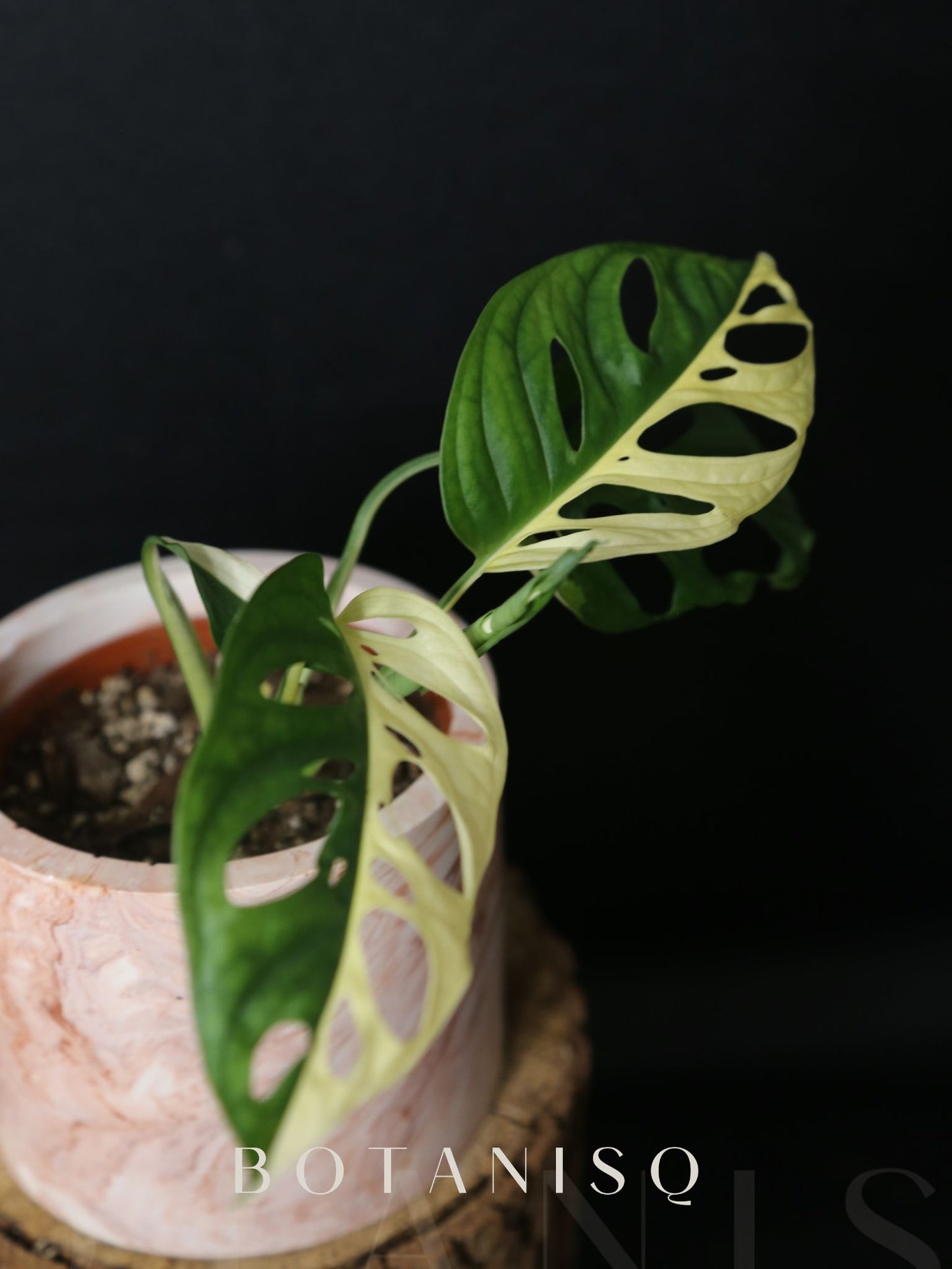 Monstera Adansonii variegata MAV-007