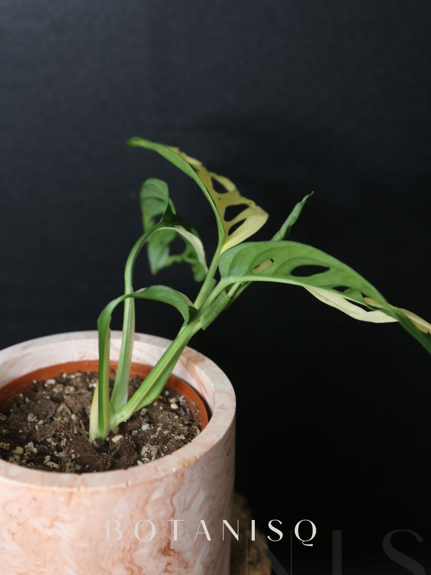 Monstera Adansonii variegata MAV-007