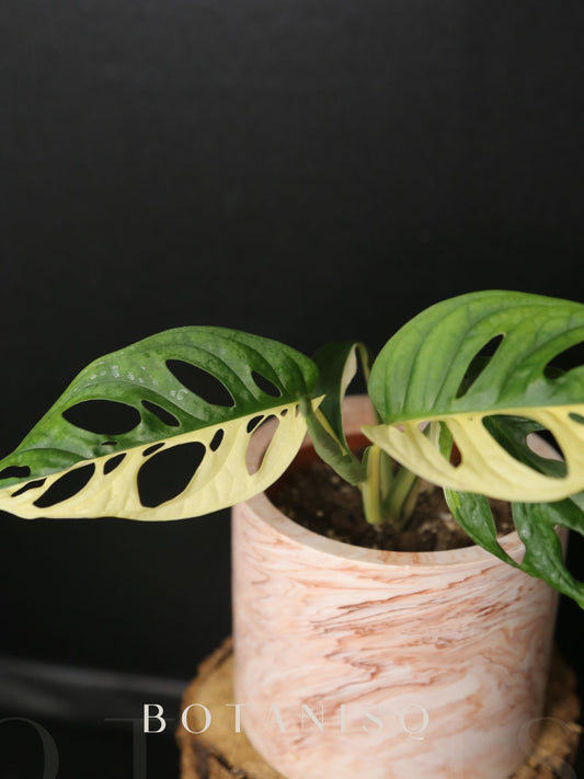 Monstera Adansonii variegata MAV-007