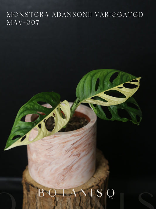 Monstera Adansonii variegata MAV-007