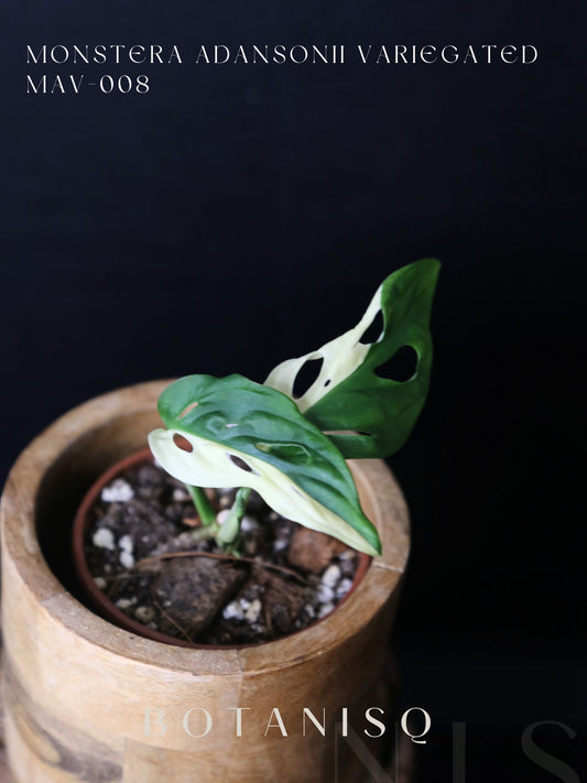 Monstera Adansonii Variegated Rare Half-moon Potted Plant MAV-008