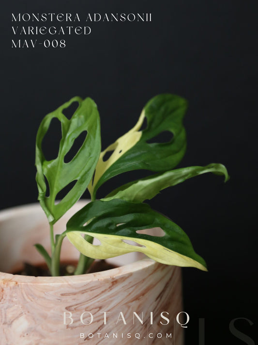 Monstera Adansonii Variegated Rare Half-moon Double Miracle Potted Plant MAV-008