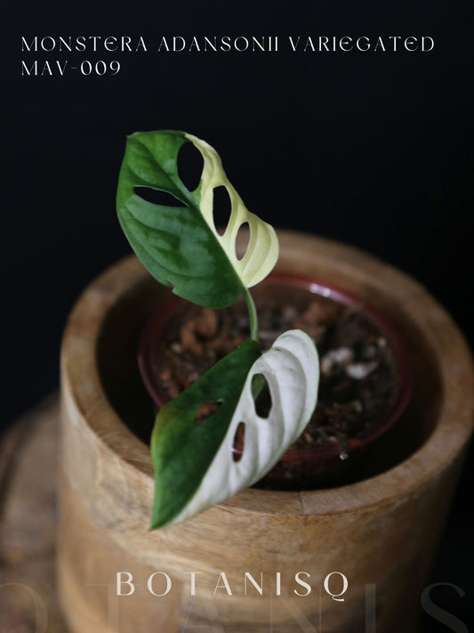 Monstera Adansonii Variegated Rare Half-moon Potted Plant MAV-009