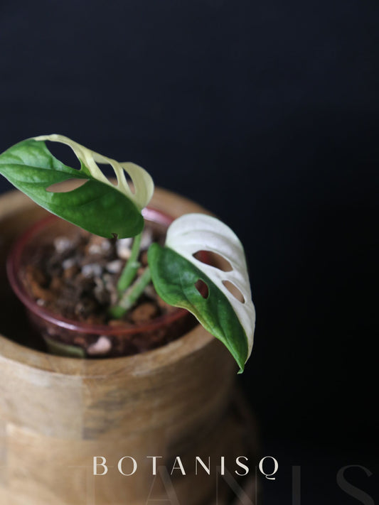 Monstera Adansonii Variegated Rare Half-moon Potted Plant MAV-009