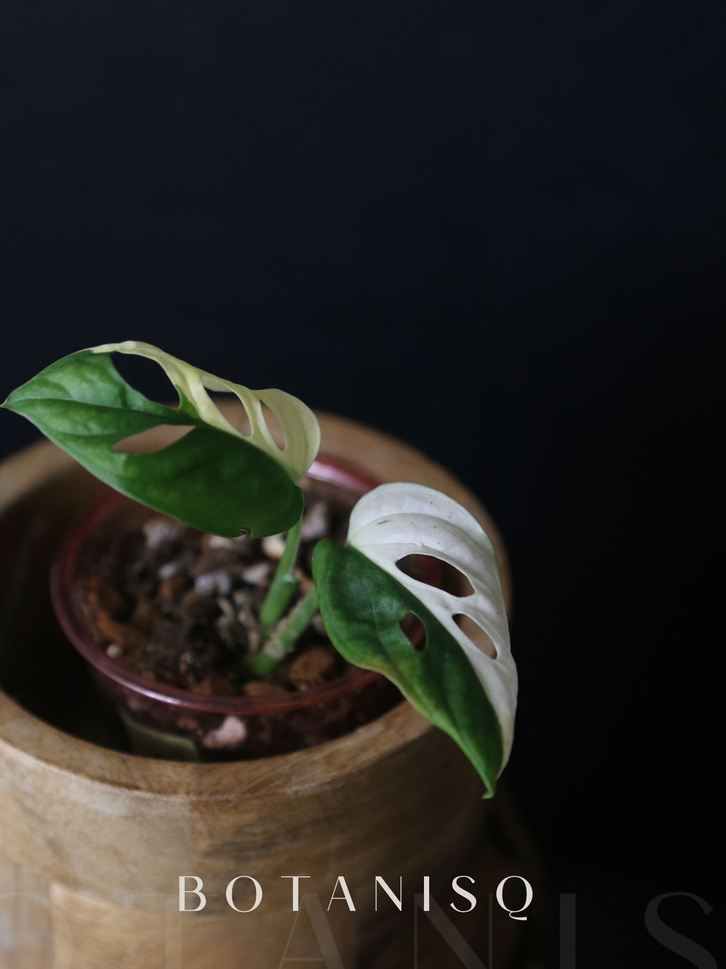 Monstera Adansonii Variegated Rare Half-moon Potted Plant MAV-009