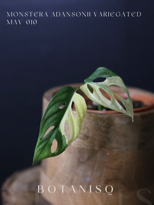 Monstera Adansonii Variegated Rare Half-moon Potted Plant MAV-010