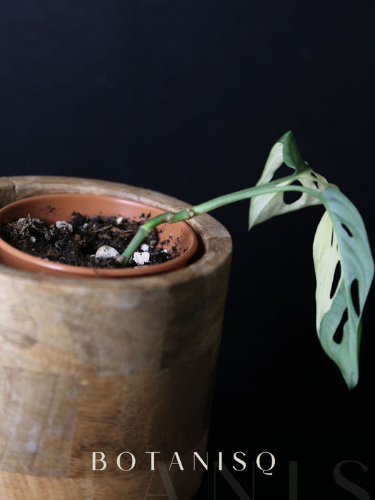 Monstera Adansonii Variegated Rare Half-moon Potted Plant MAV-010
