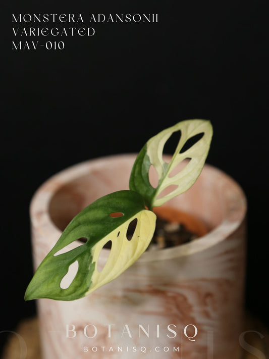 Monstera Adansonii Variegated Rare Potted Plant MAV-010