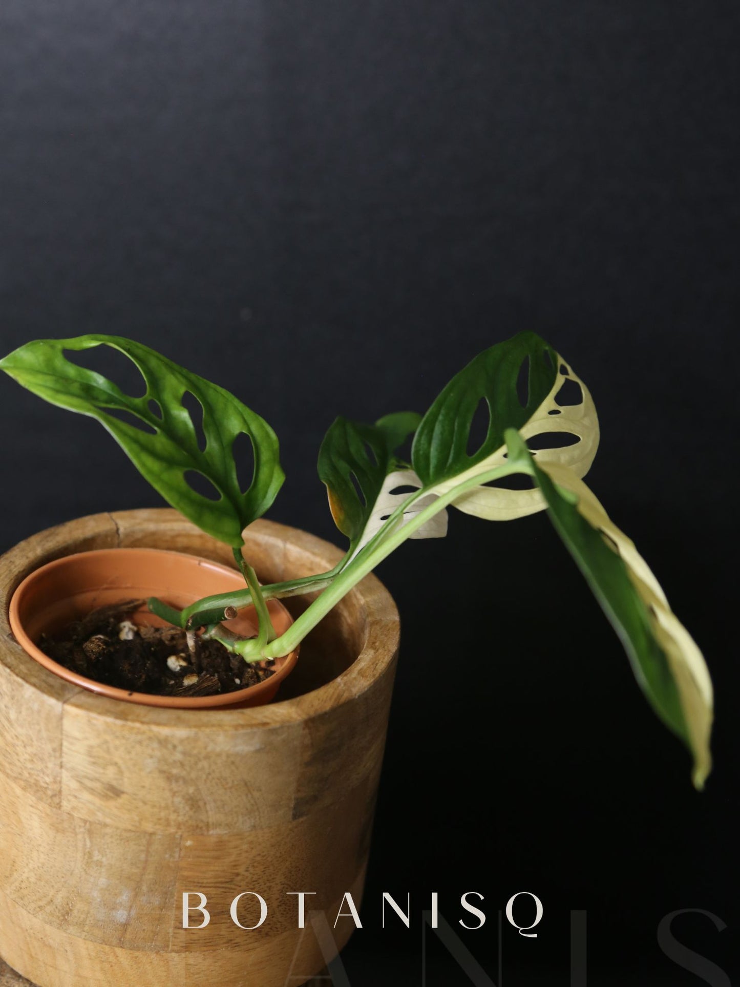Monstera Adansonii Variegated Rare Half-moon Potted Plant MAV-011