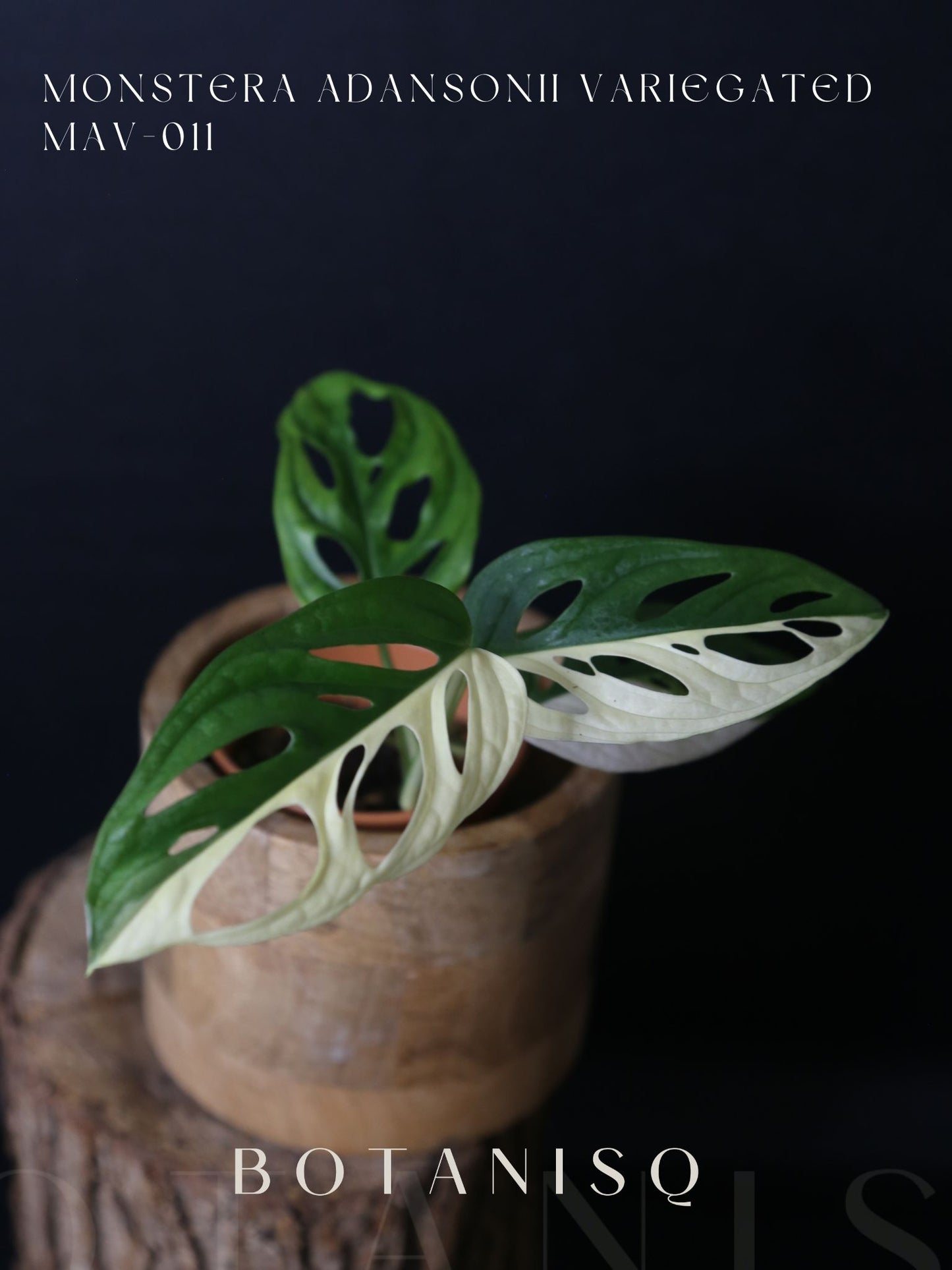 Monstera Adansonii Variegated Rare Half-moon Potted Plant MAV-011