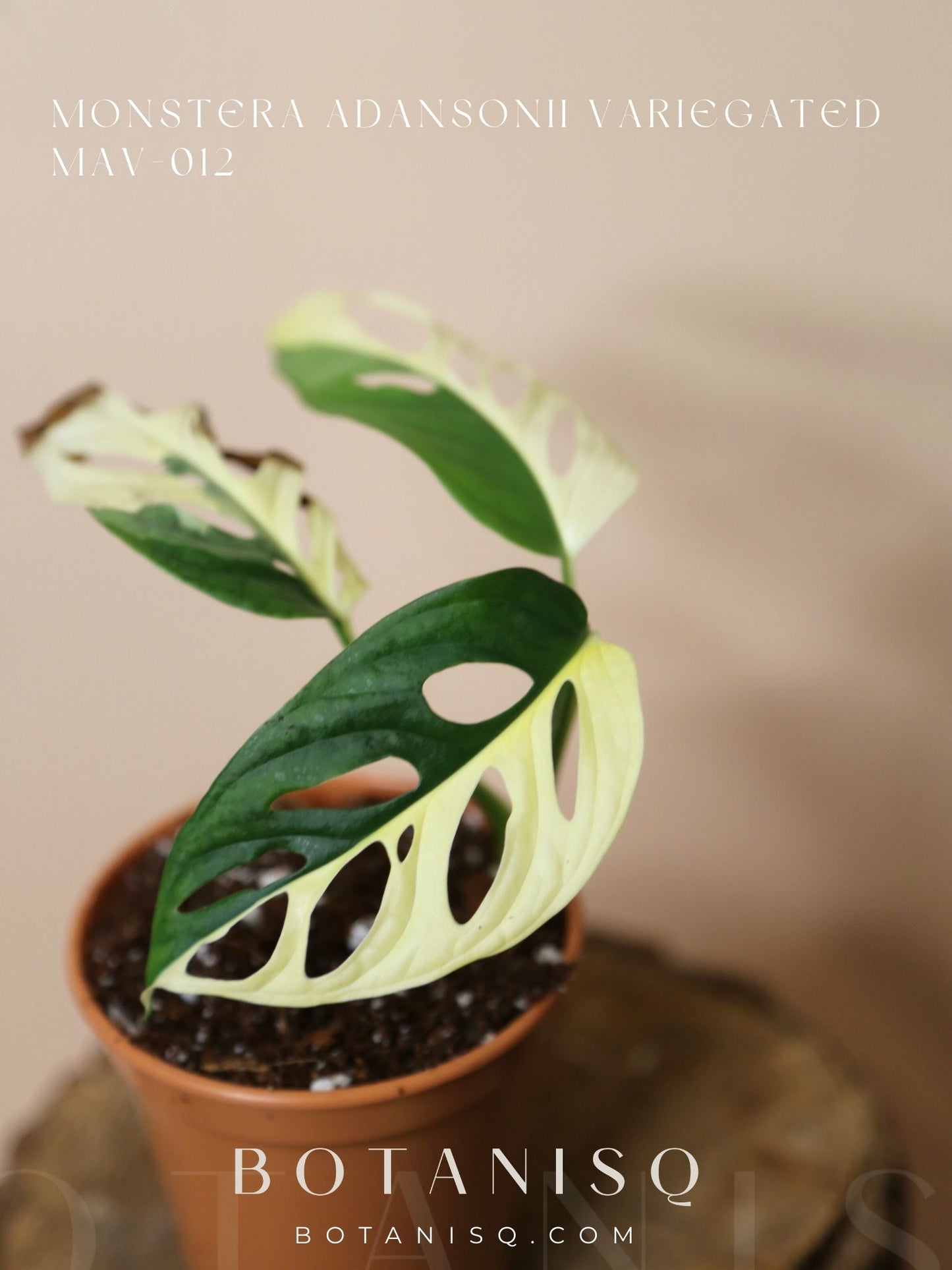 Monstera Adansonii Variegated Rare Half-moon Potted Plant MAV-012