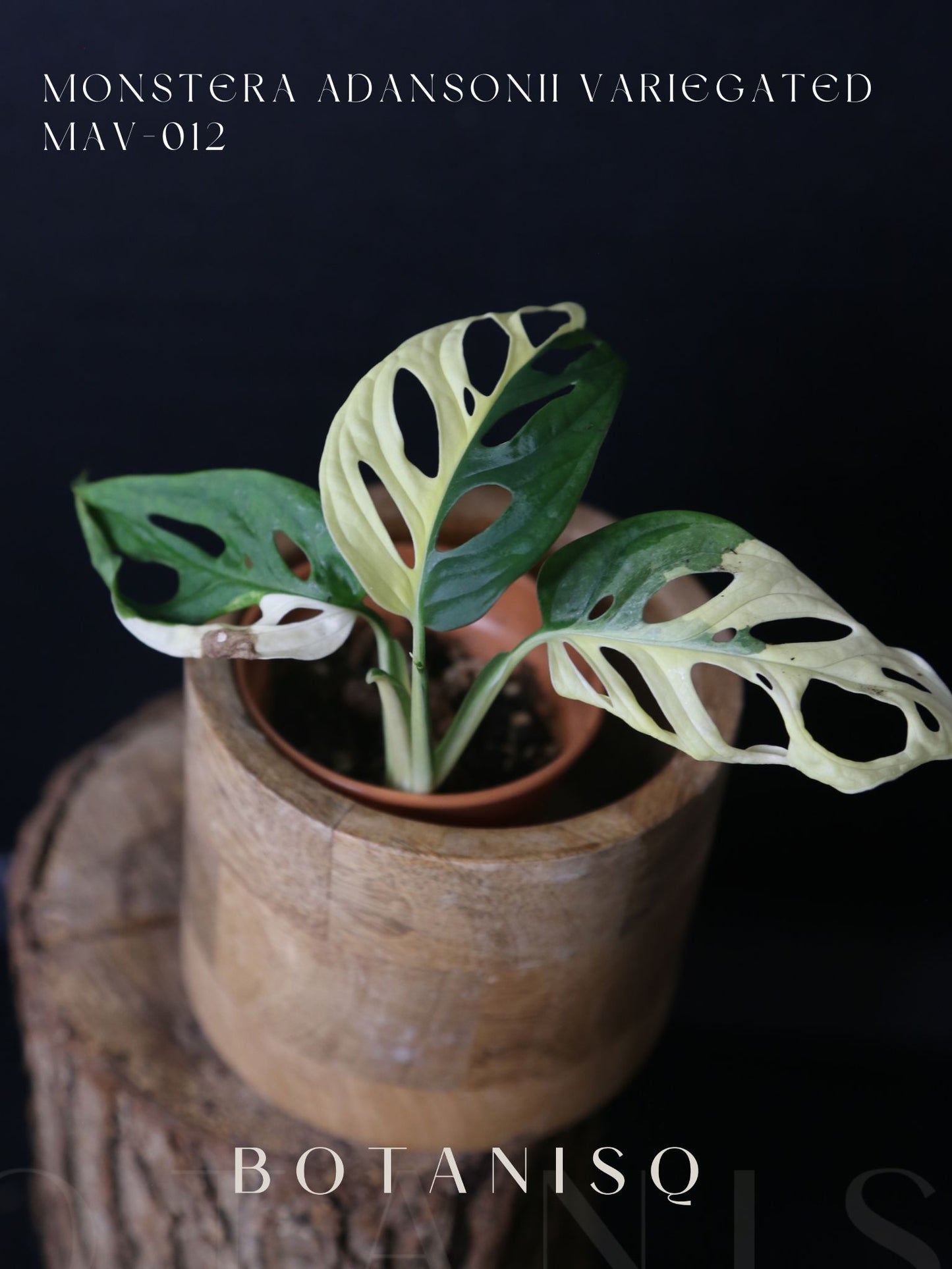 Monstera Adansonii Variegated Rare Half-moon Potted Plant MAV-012
