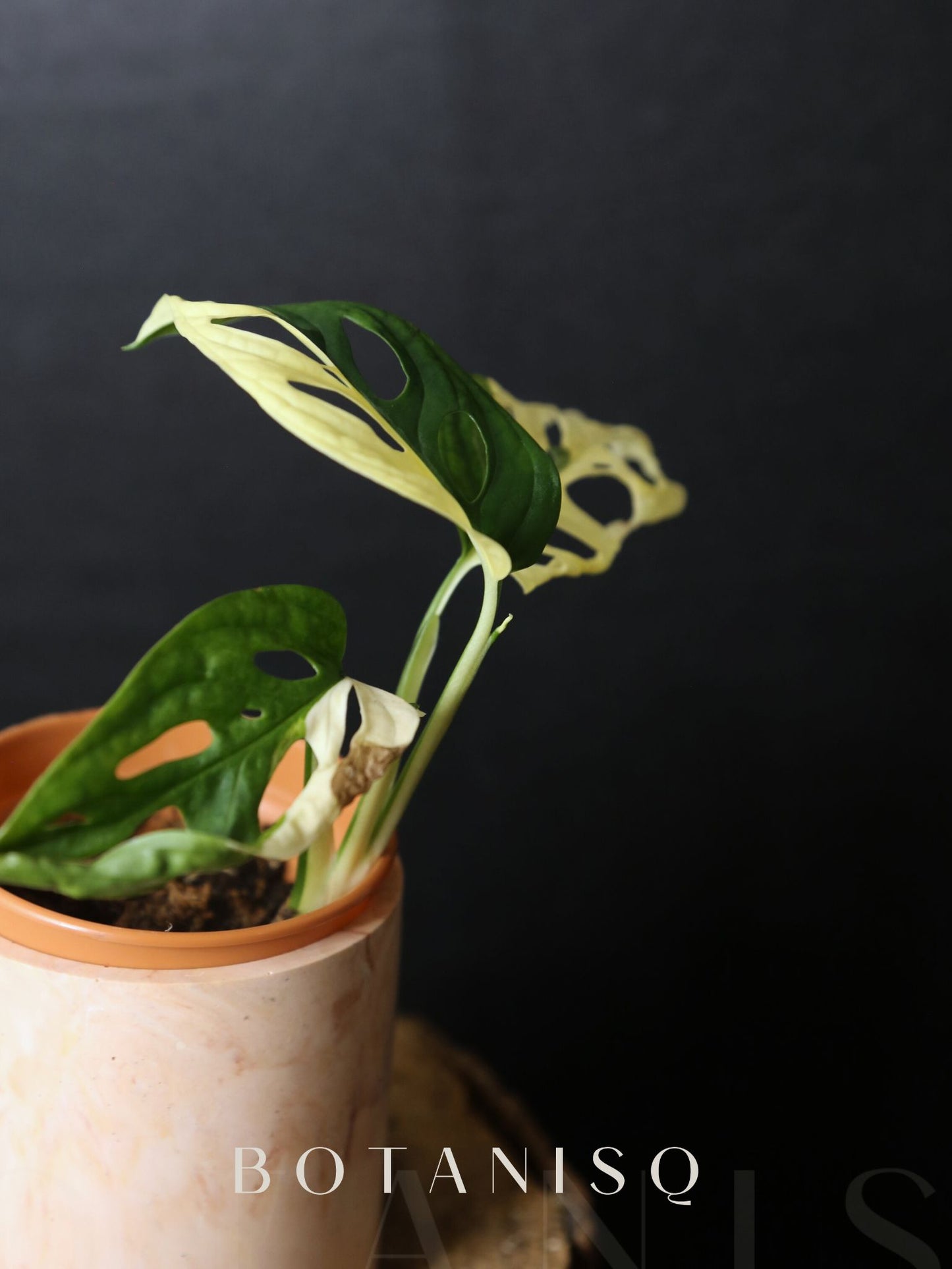 Monstera Adansonii Variegated Rare Half-moon Potted Plant MAV-012