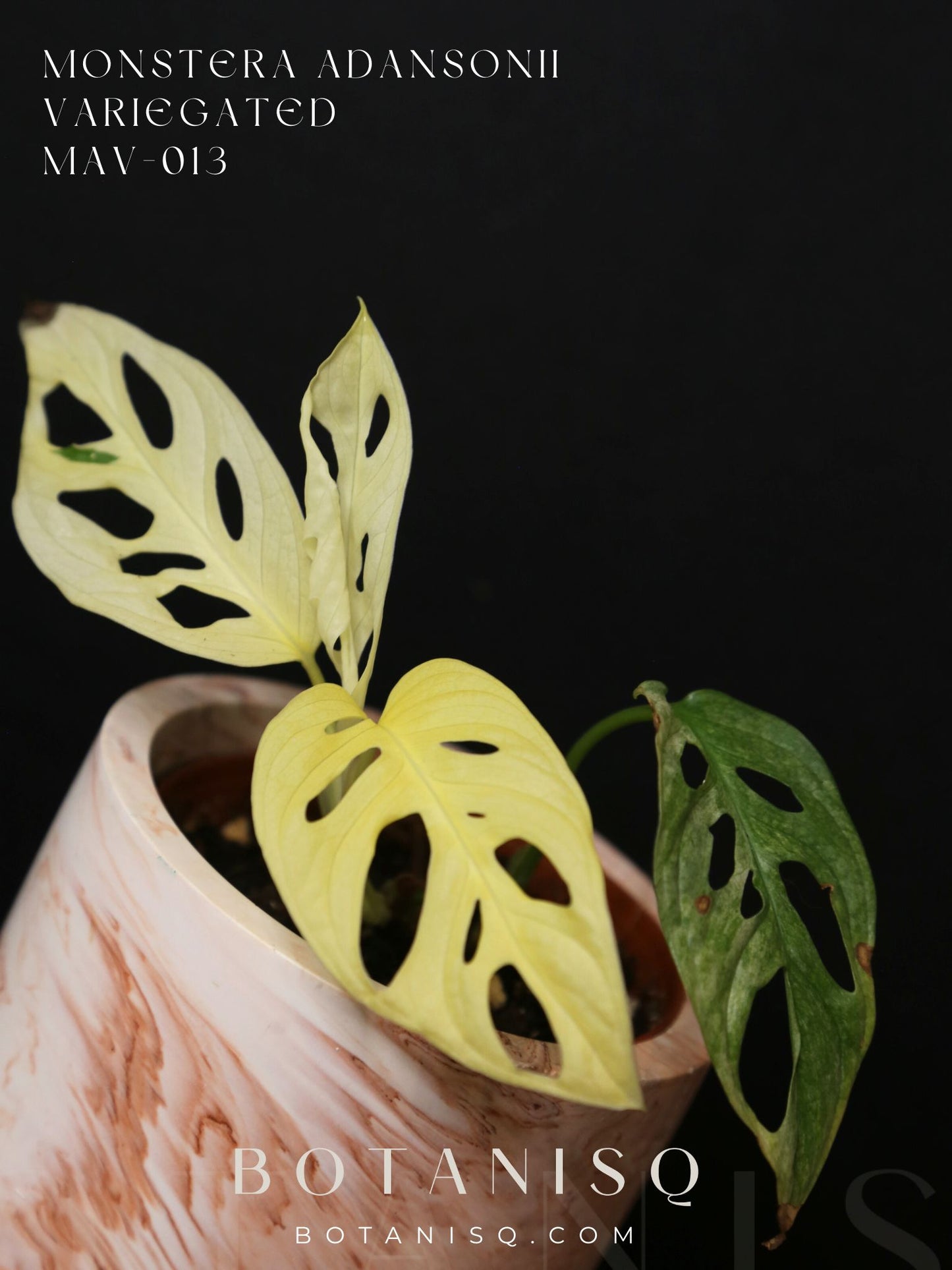 Monstera Adansonii Variegated SUPER Rare Full-moon Potted Plant MAV-013 / Auction