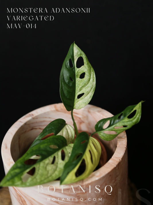 Monstera Adansonii Variegated SUPER Rare ALL Half-moon Potted Plant MAV-014