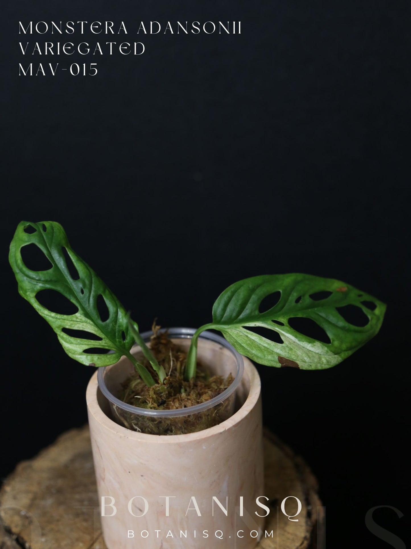 Monstera Adansonii Variegated Rare well rooted Plant MAV-015