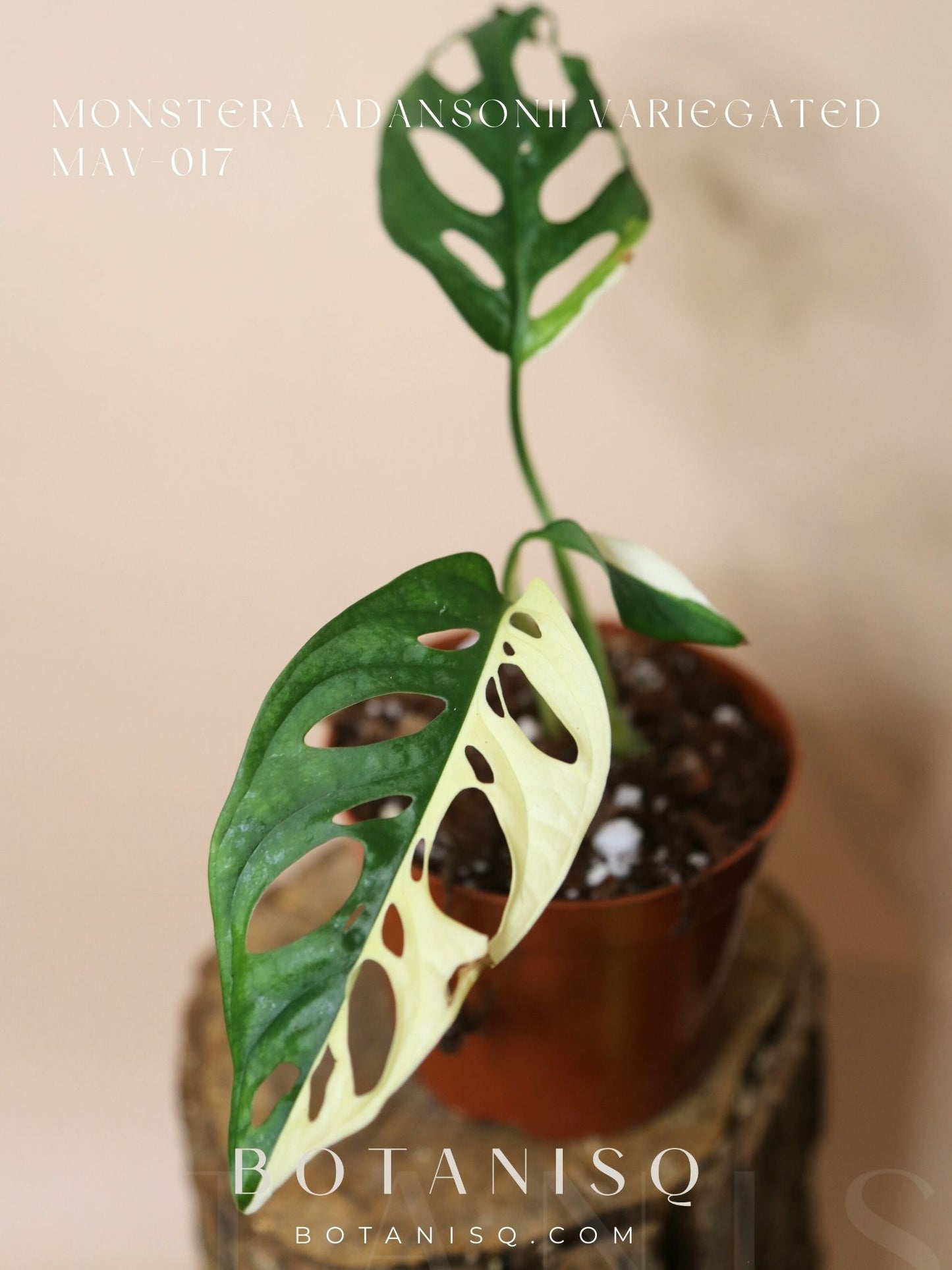 Monstera Adansonii variegata MAV-017