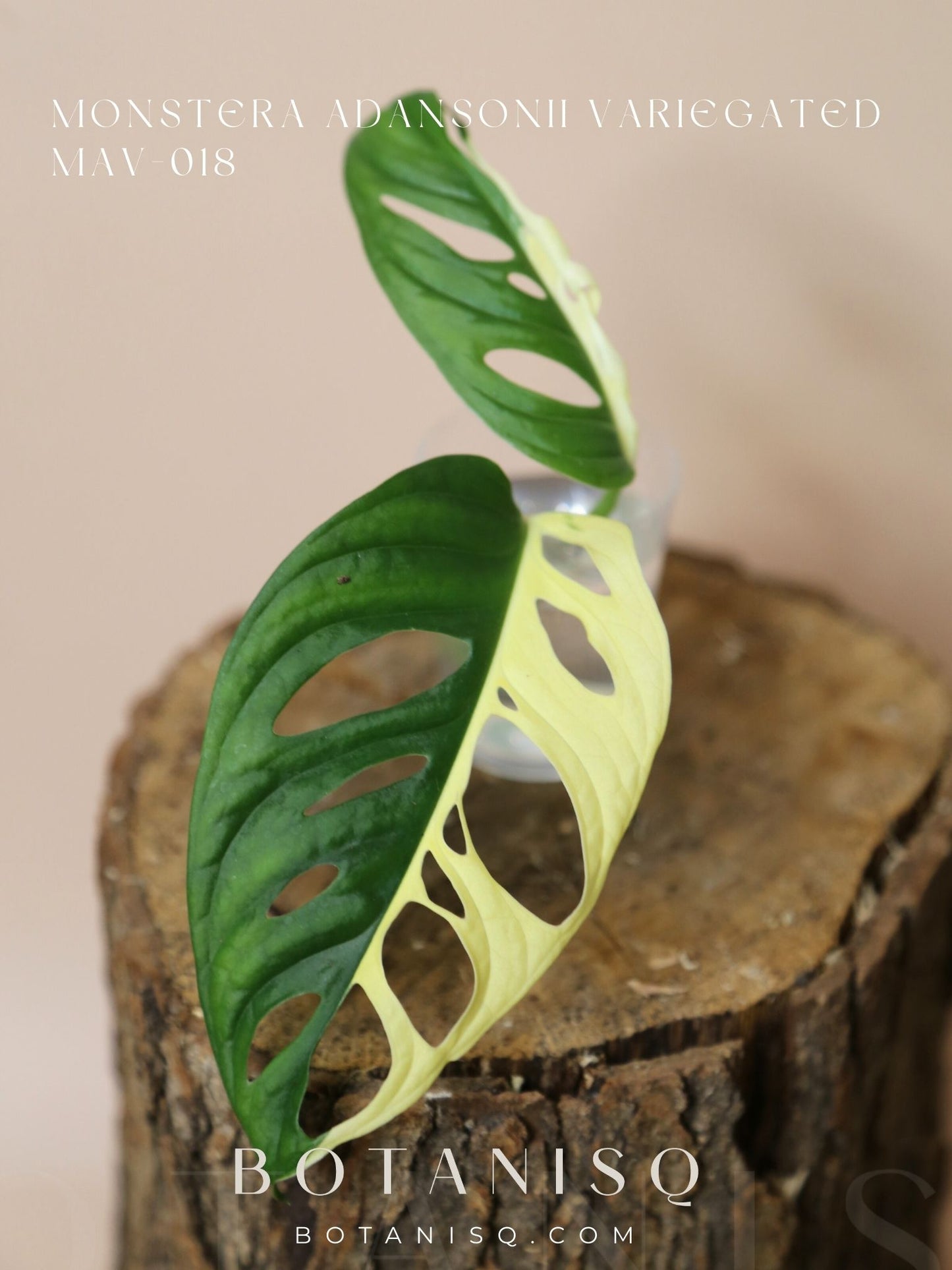 Monstera Adansonii variegata The Pinnacle of Perfection Top Cut Infinite Half-Moon MAV-018