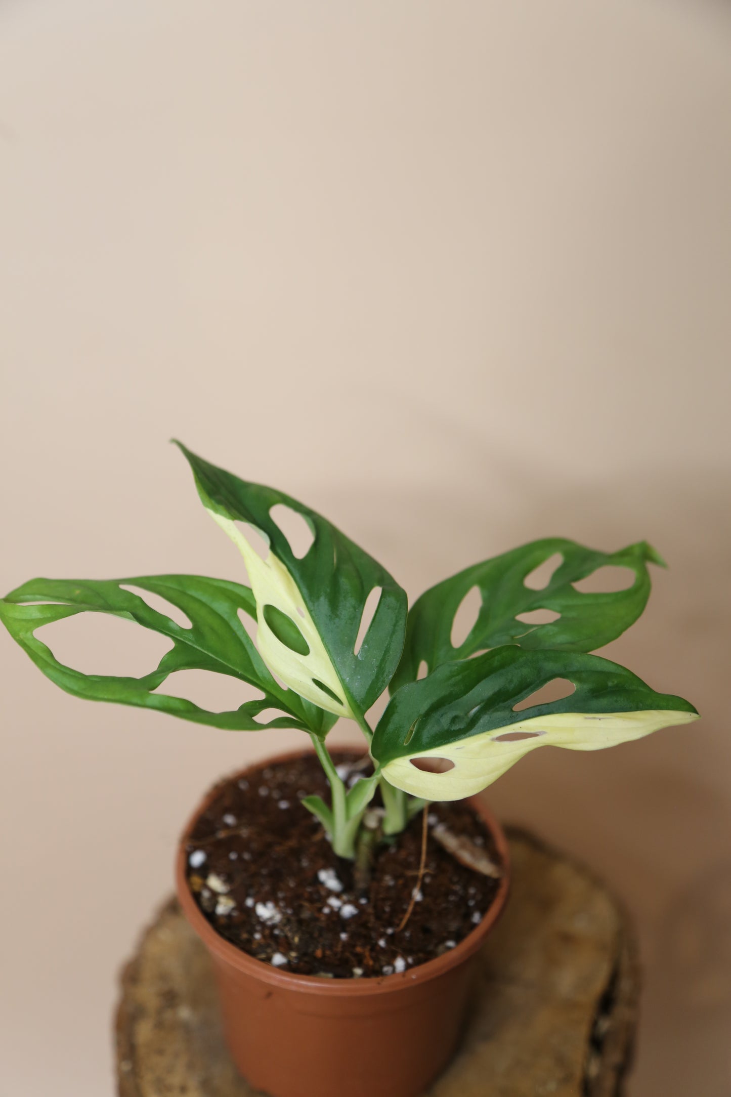 Monstera Adansonii Variegated Rare Half-moon Double Miracle Potted Plant MAV-008