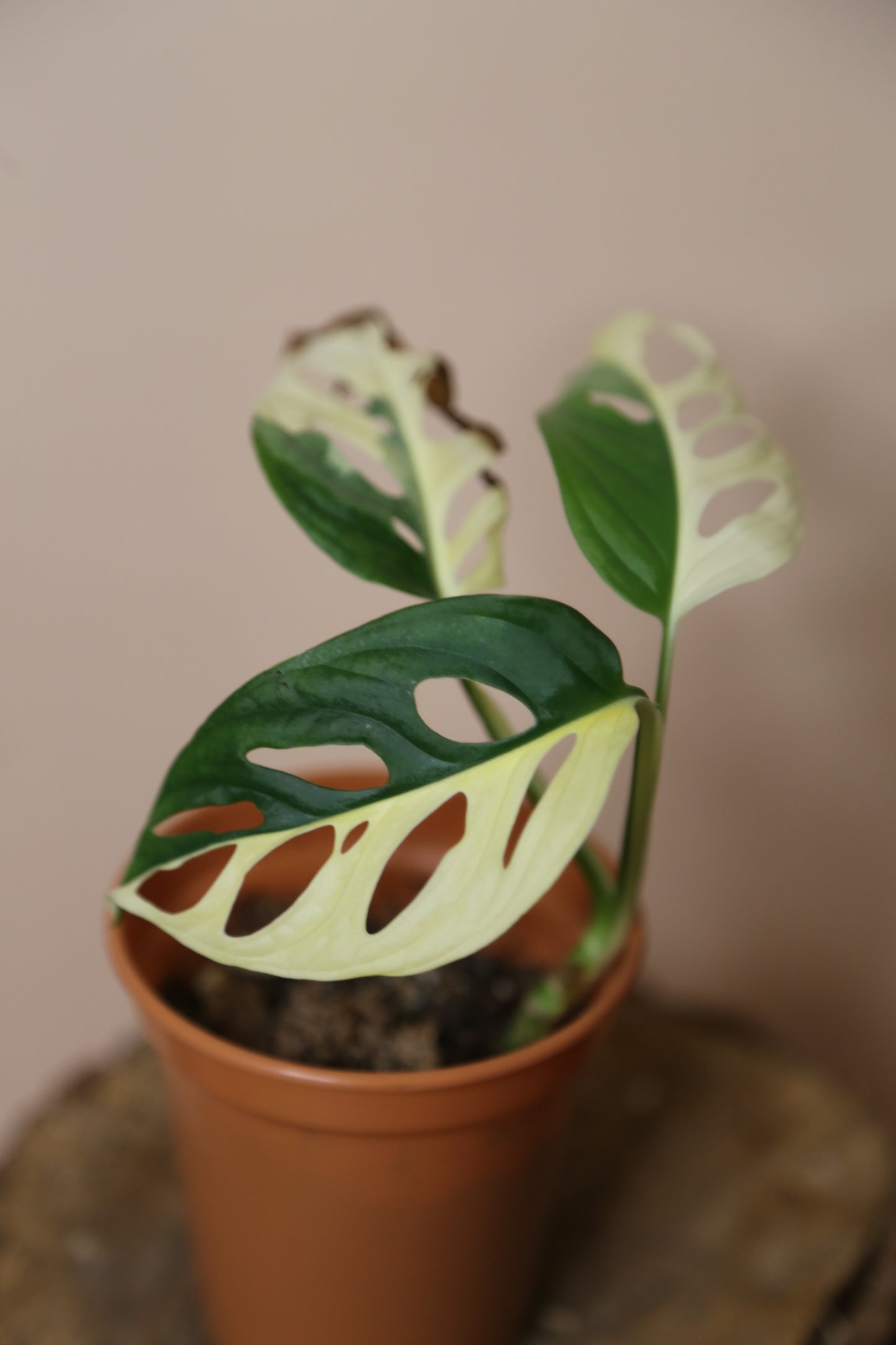 Monstera Adansonii Variegated Rare Half-moon Potted Plant MAV-012