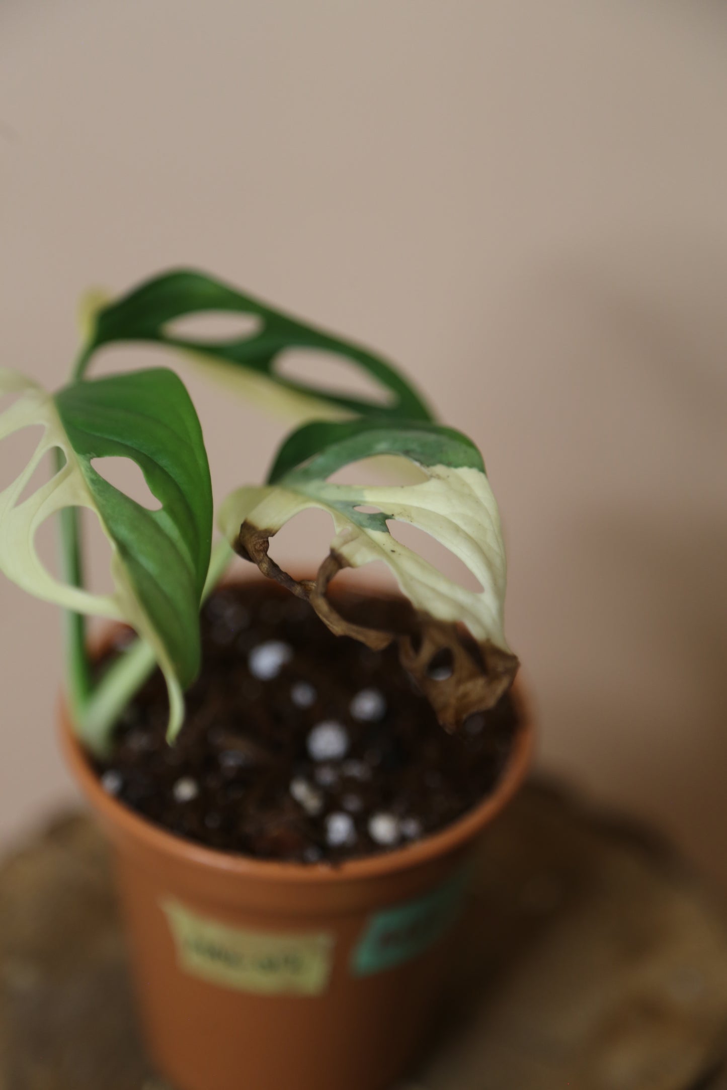 Monstera Adansonii Variegated Rare Half-moon Potted Plant MAV-012