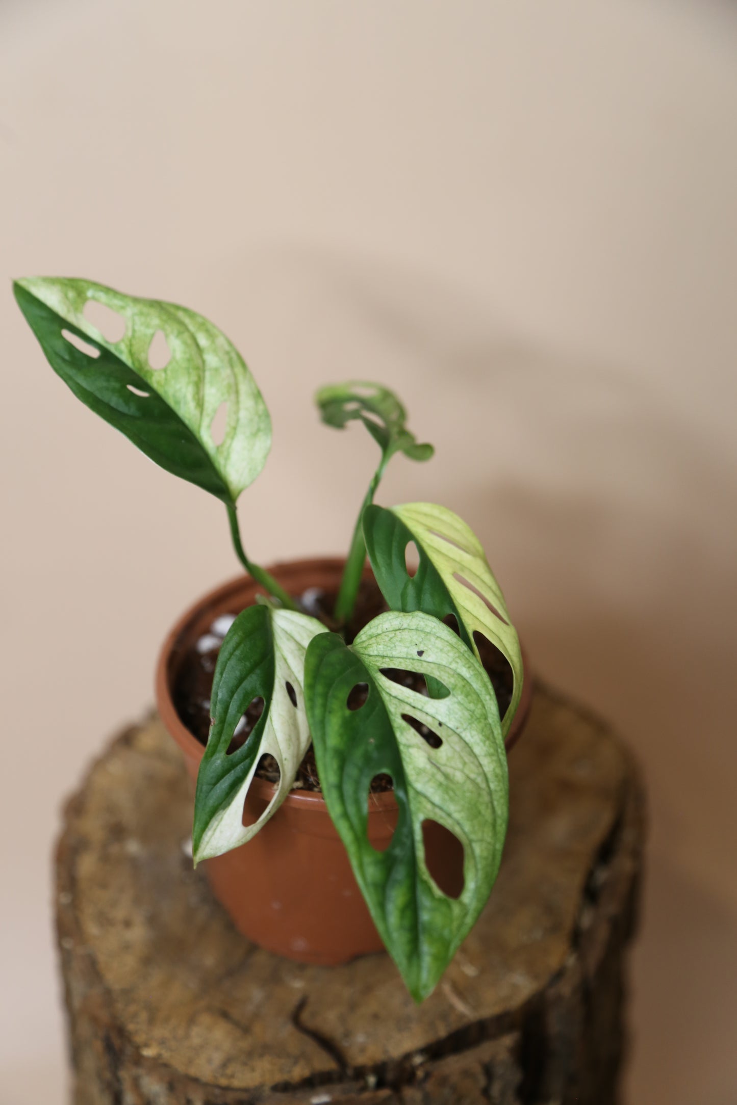 Monstera Adansonii Variegated SUPER Rare ALL Half-moon Potted Plant MAV-014