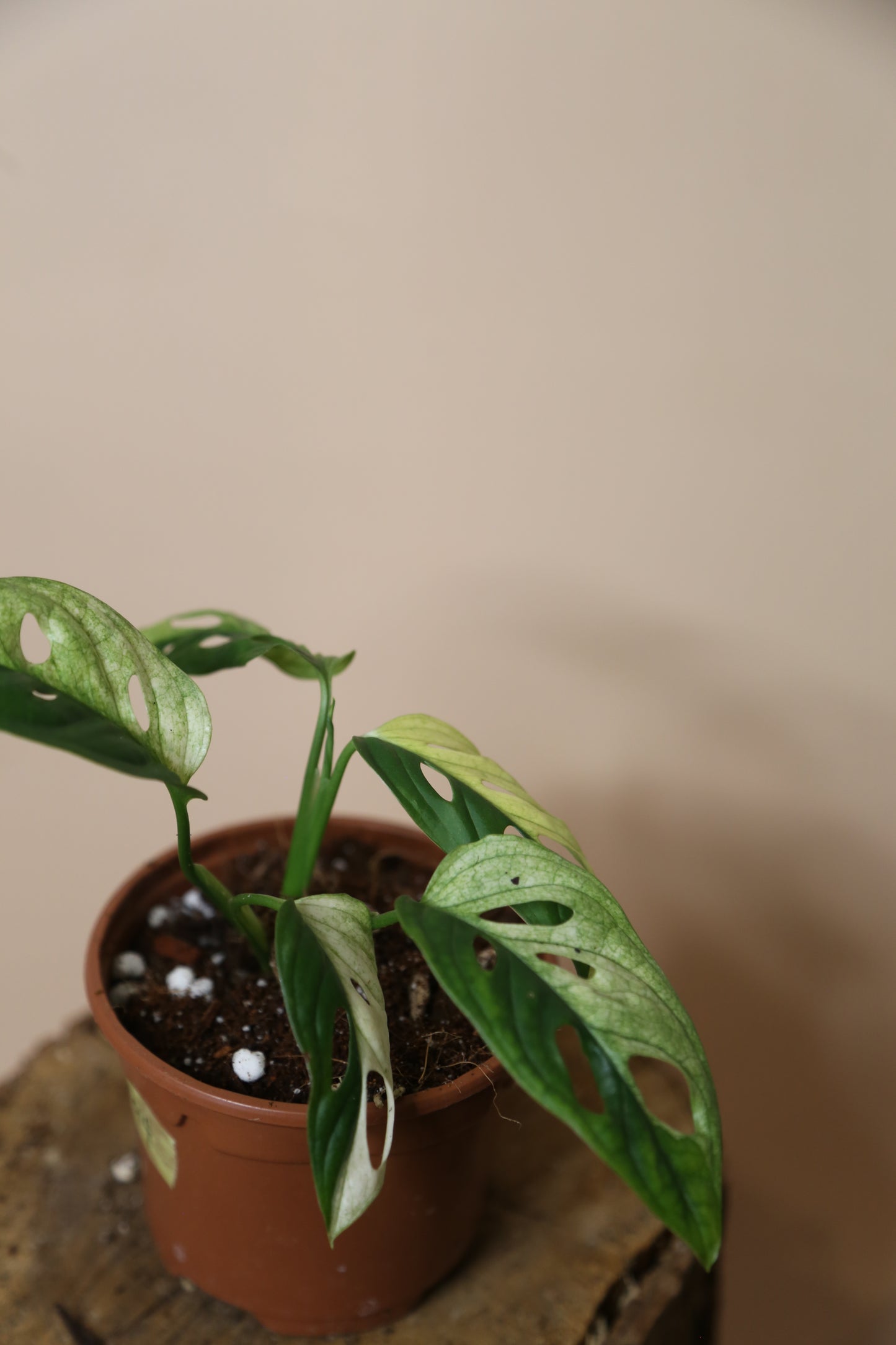 Monstera Adansonii Variegated SUPER Rare ALL Half-moon Potted Plant MAV-014