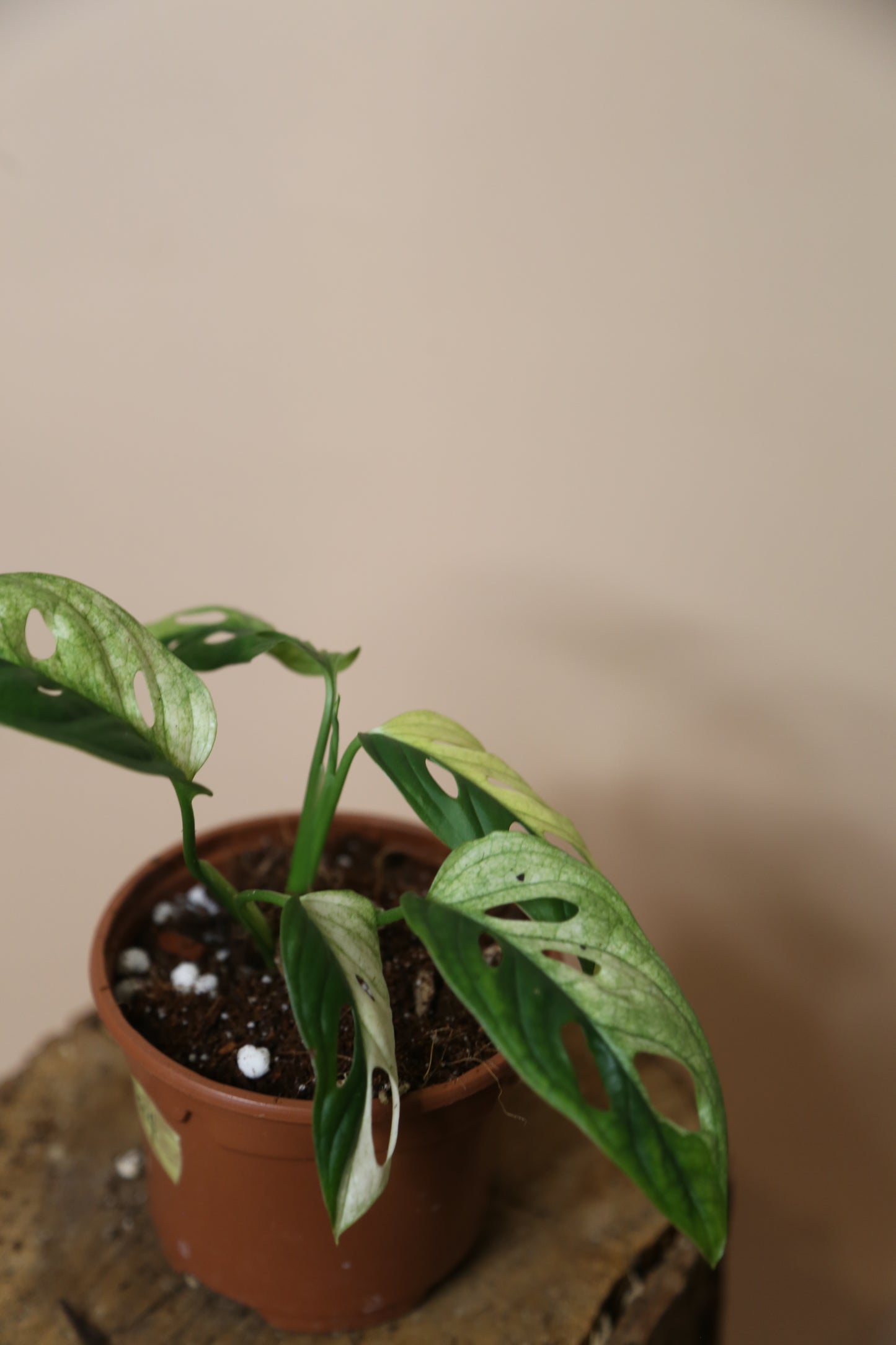 Monstera Adansonii Variegated SUPER Rare ALL Half-moon Potted Plant MAV-014