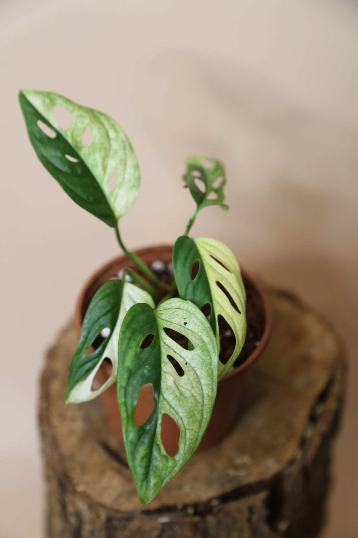 Monstera Adansonii Variegated SUPER Rare ALL Half-moon Potted Plant MAV-014