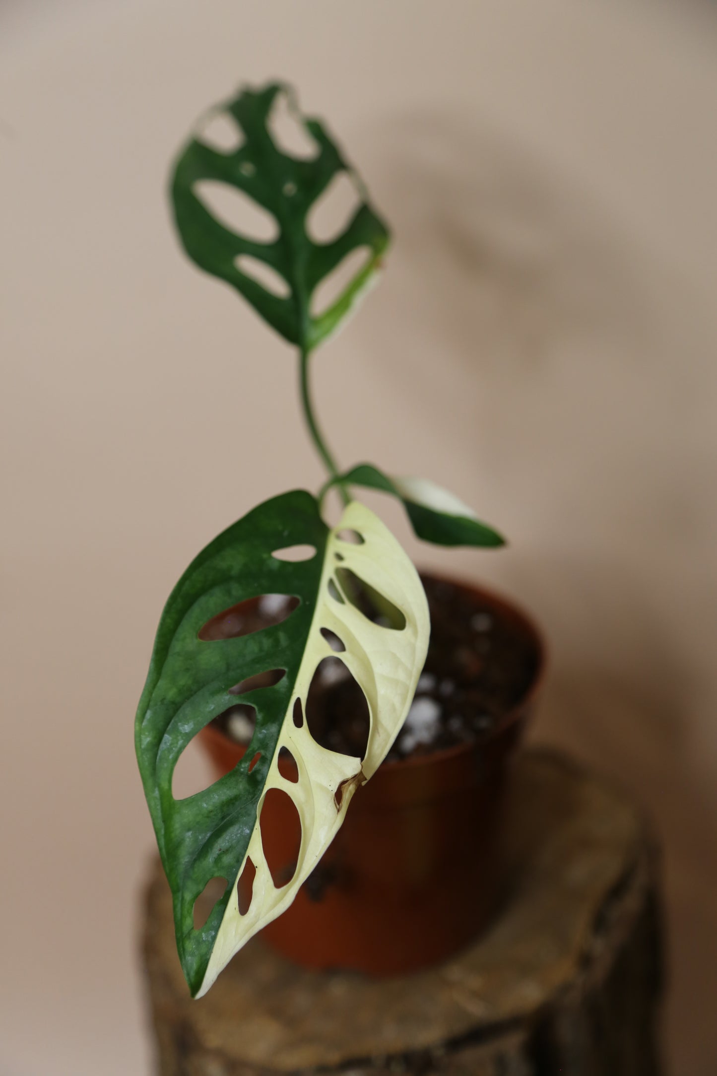 Monstera Adansonii variegata MAV-017