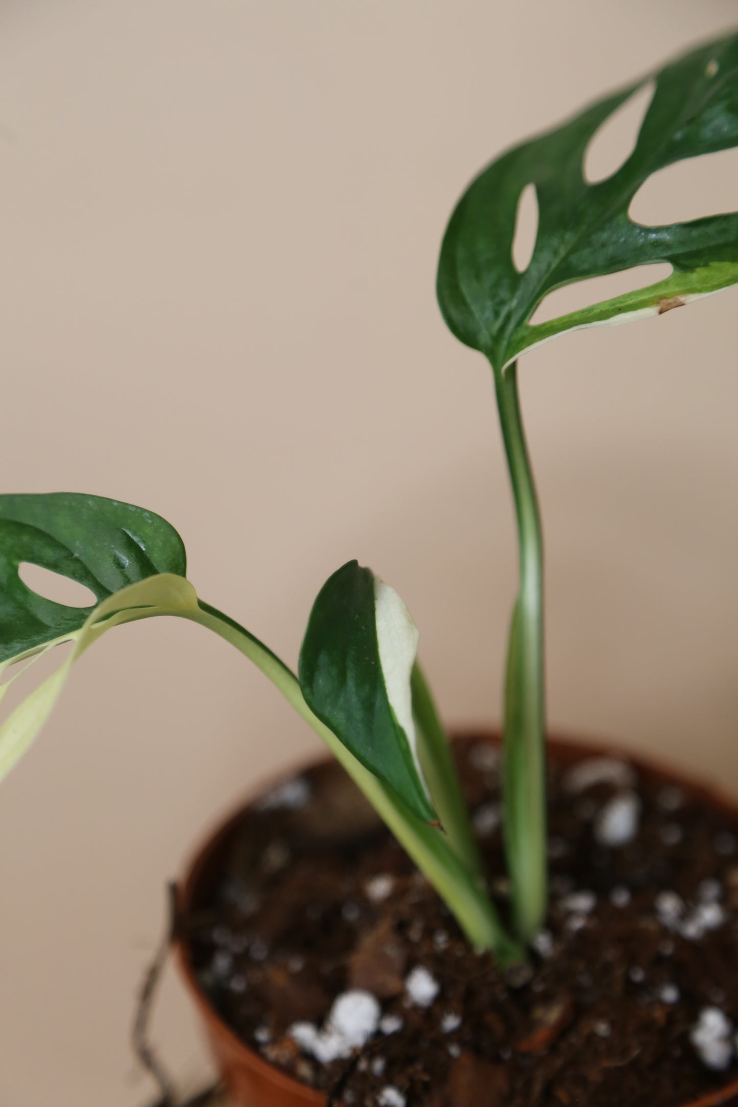 Monstera Adansonii variegata MAV-017