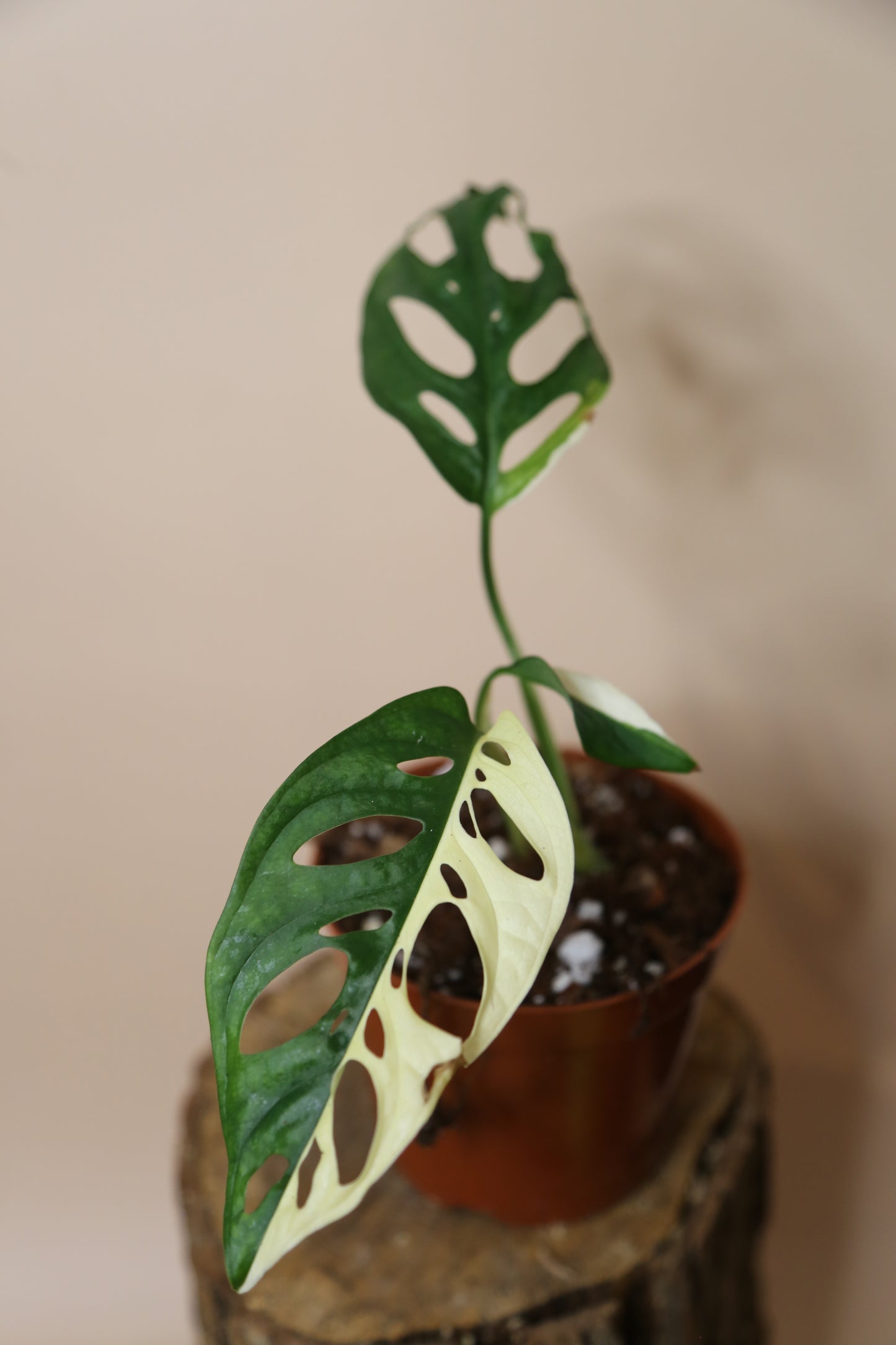 Monstera Adansonii variegata MAV-017