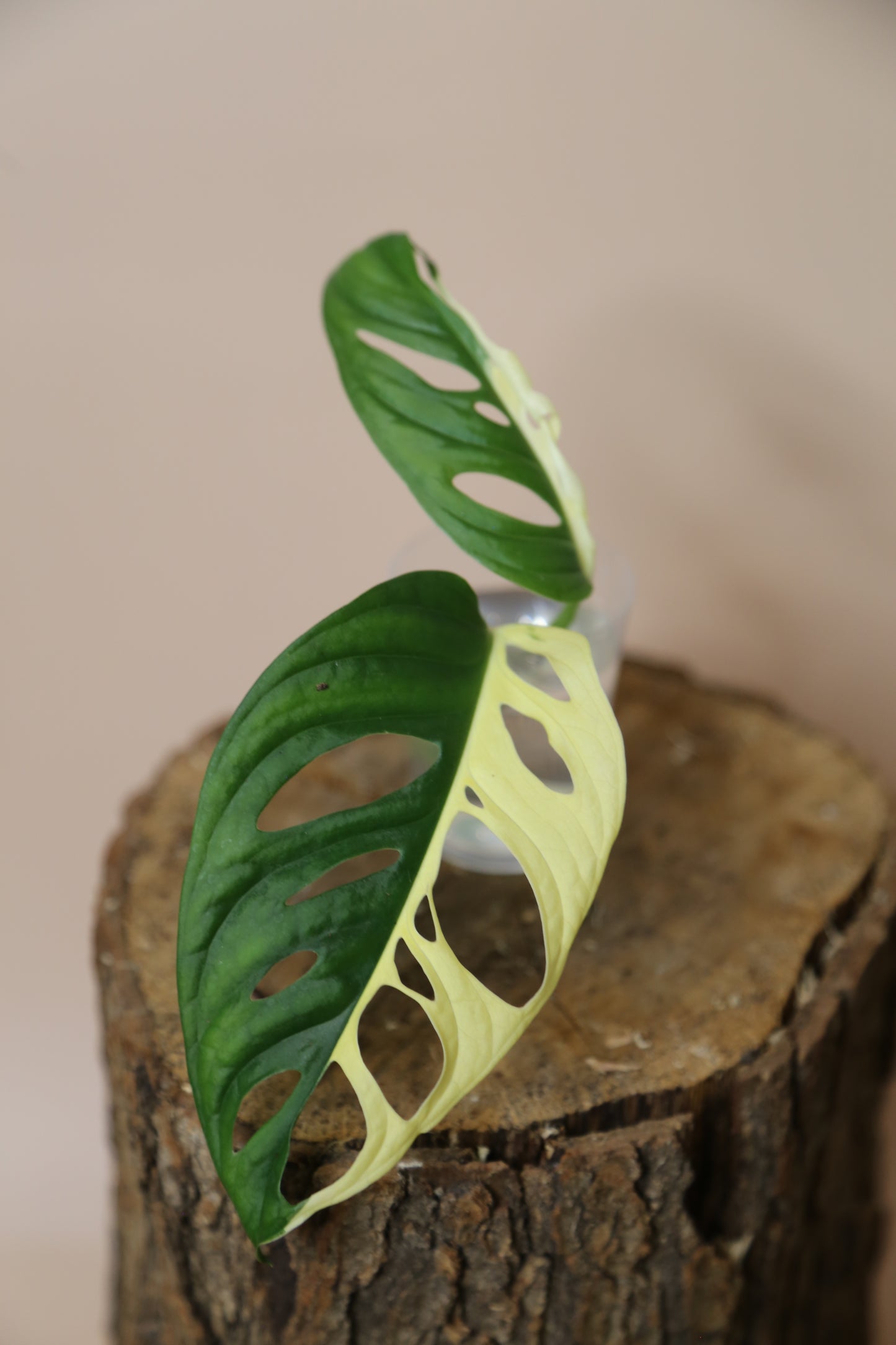 Monstera Adansonii variegata The Pinnacle of Perfection Top Cut Infinite Half-Moon MAV-018