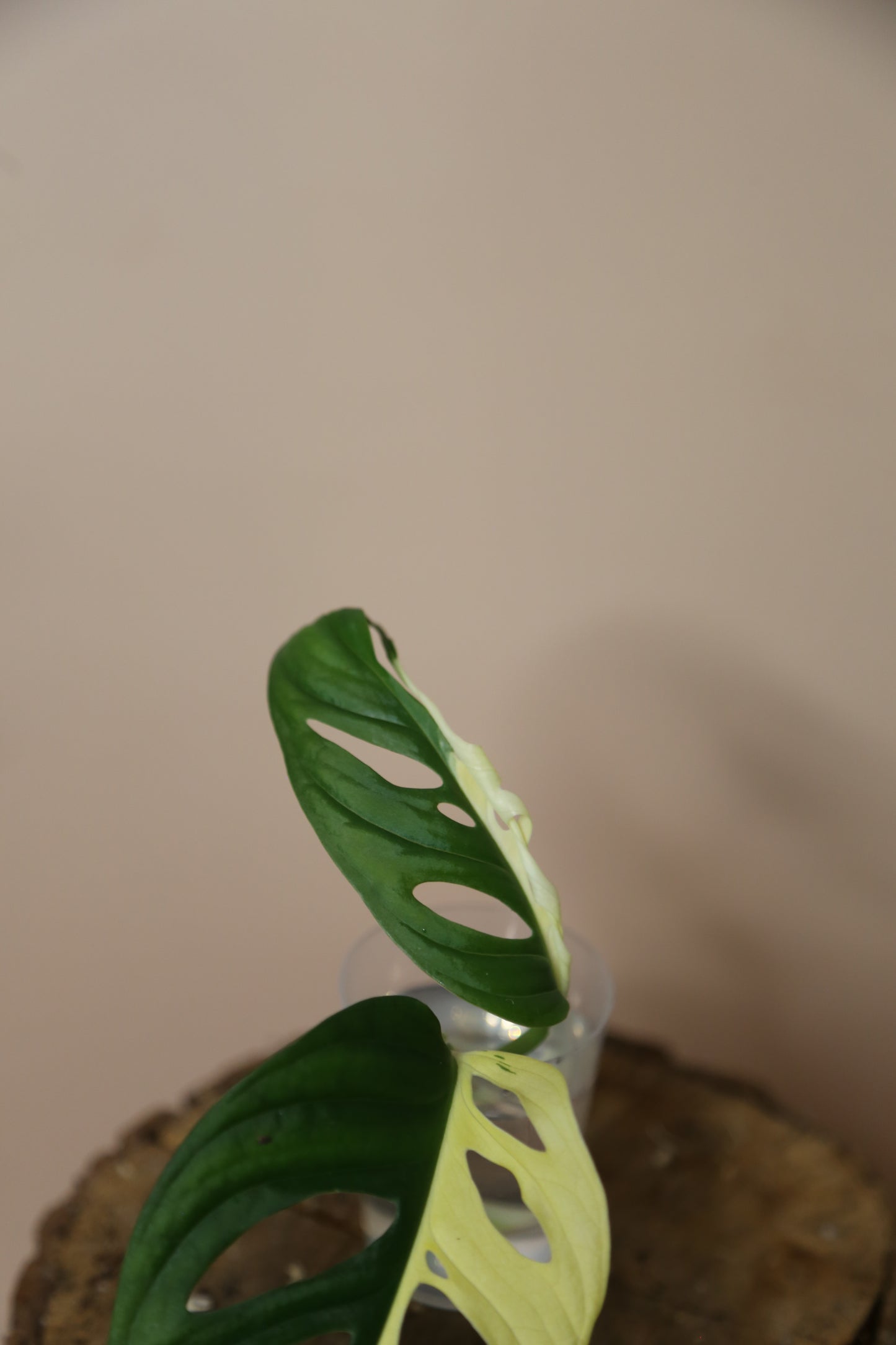 Monstera Adansonii variegata The Pinnacle of Perfection Top Cut Infinite Half-Moon MAV-018