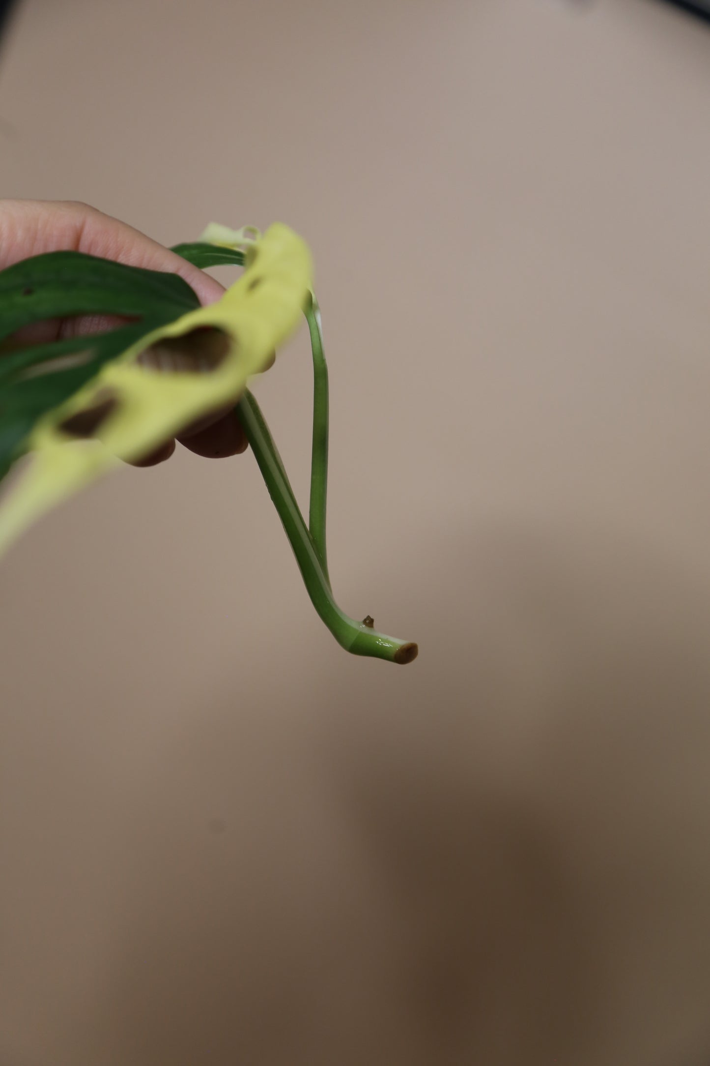 Monstera Adansonii variegata The Pinnacle of Perfection Top Cut Infinite Half-Moon MAV-018