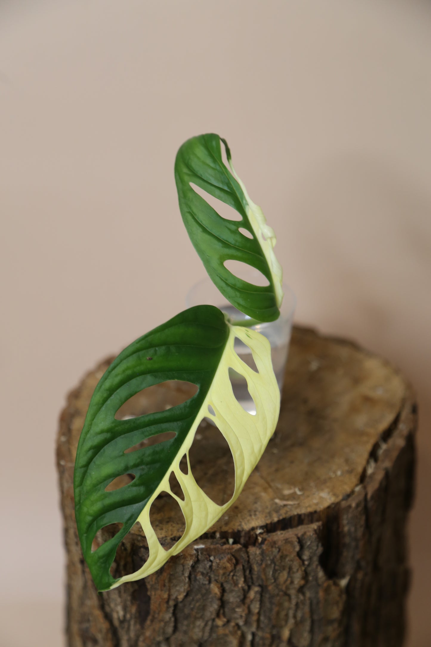 Monstera Adansonii variegata The Pinnacle of Perfection Top Cut Infinite Half-Moon MAV-018