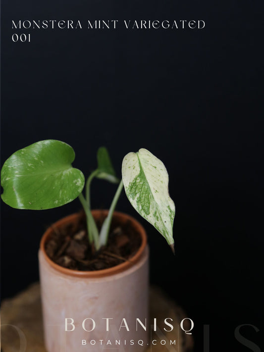 Rare! Monstera Mint Mini pot -MMM001