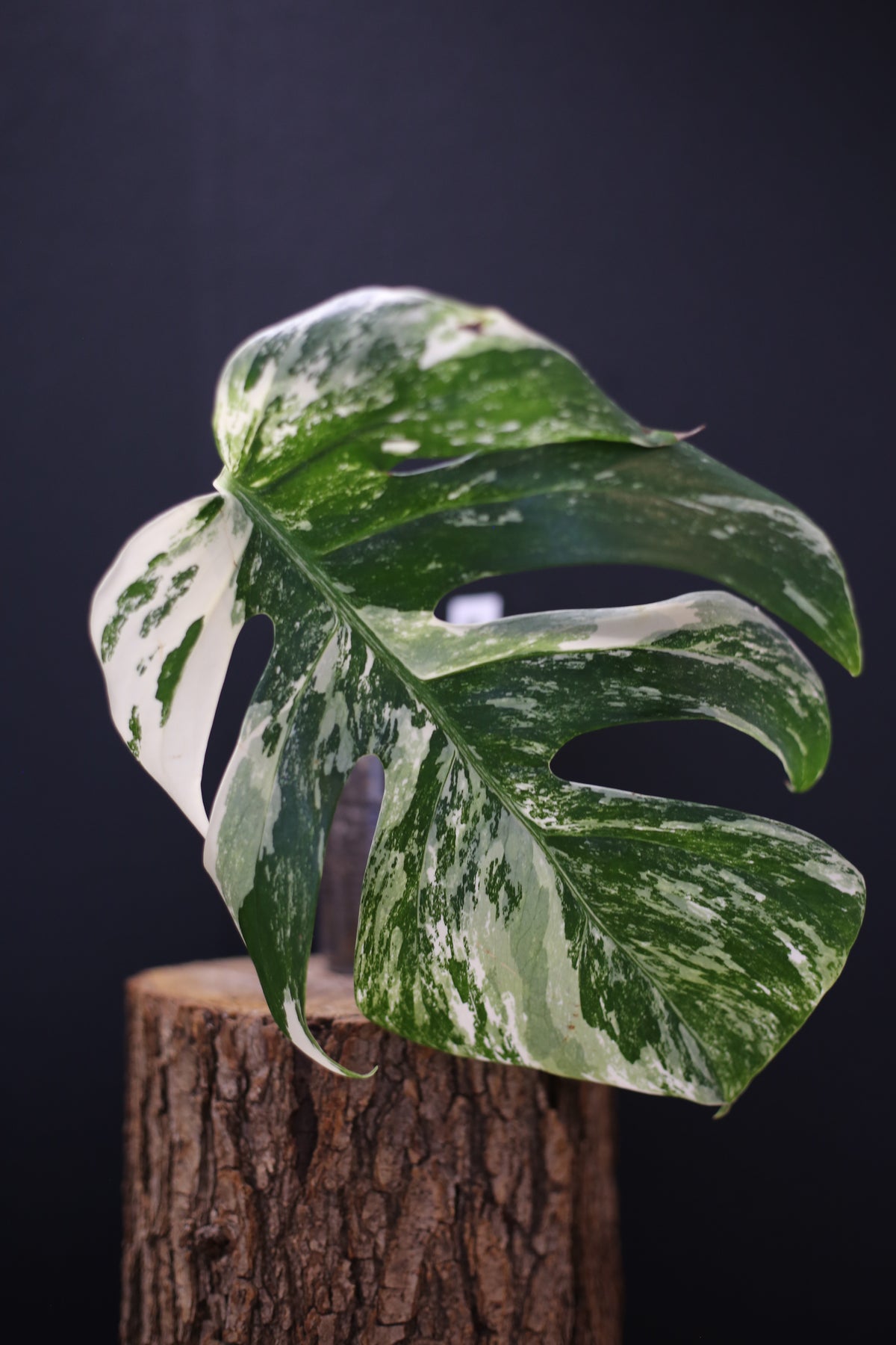 Monstera Albo Variegated - Marbled Fenestrated Leaf - Potted (MO-003-009)