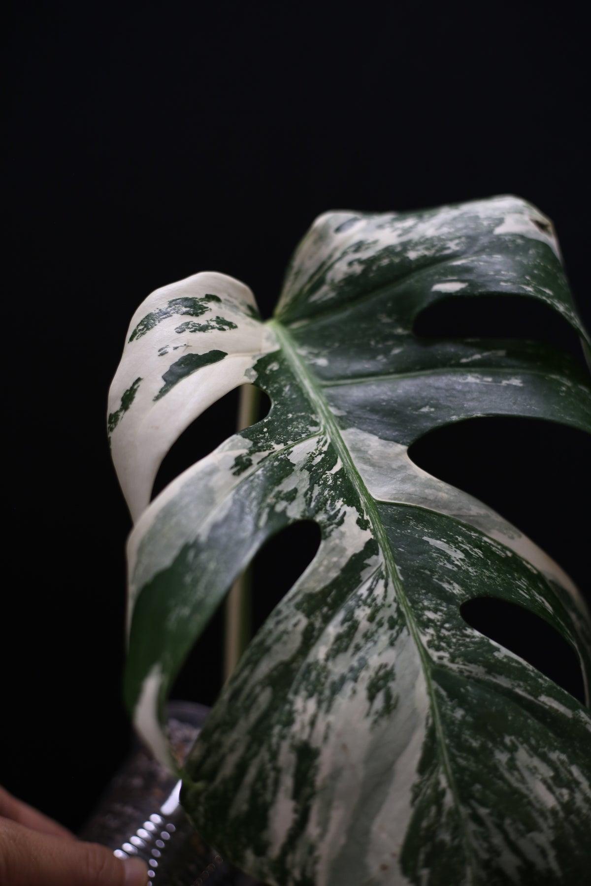 Monstera Albo Variegated - Marbled Fenestrated Leaf - Potted (MO-003-009)