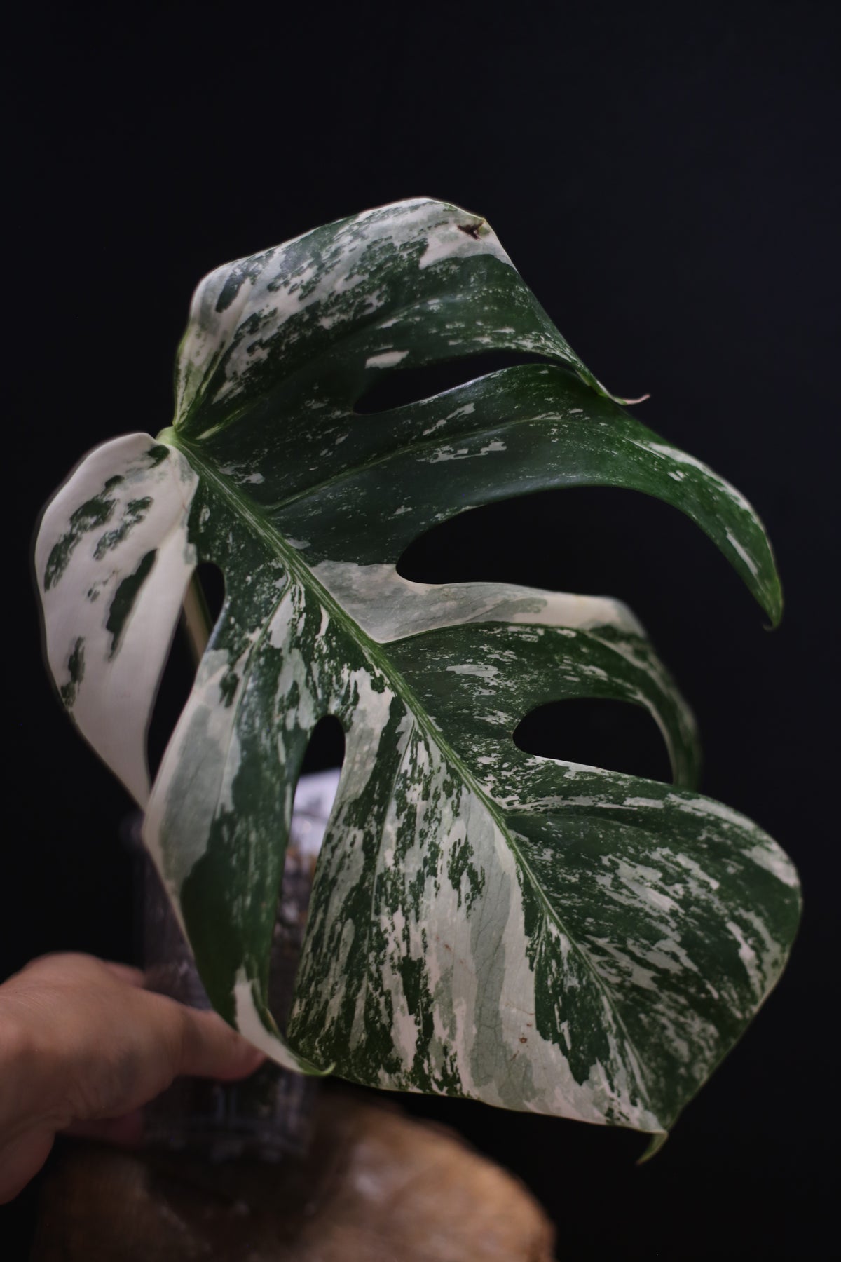 Monstera Albo Variegated - Marbled Fenestrated Leaf - Potted (MO-003-009)
