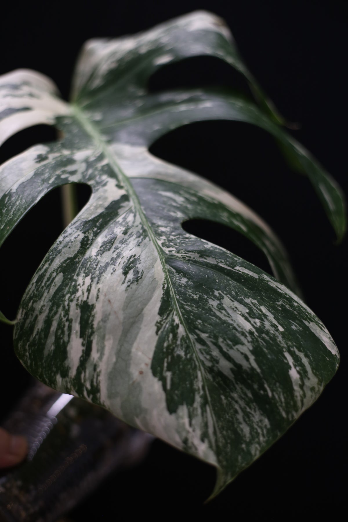 Monstera Albo Variegated - Marbled Fenestrated Leaf - Potted (MO-003-009)