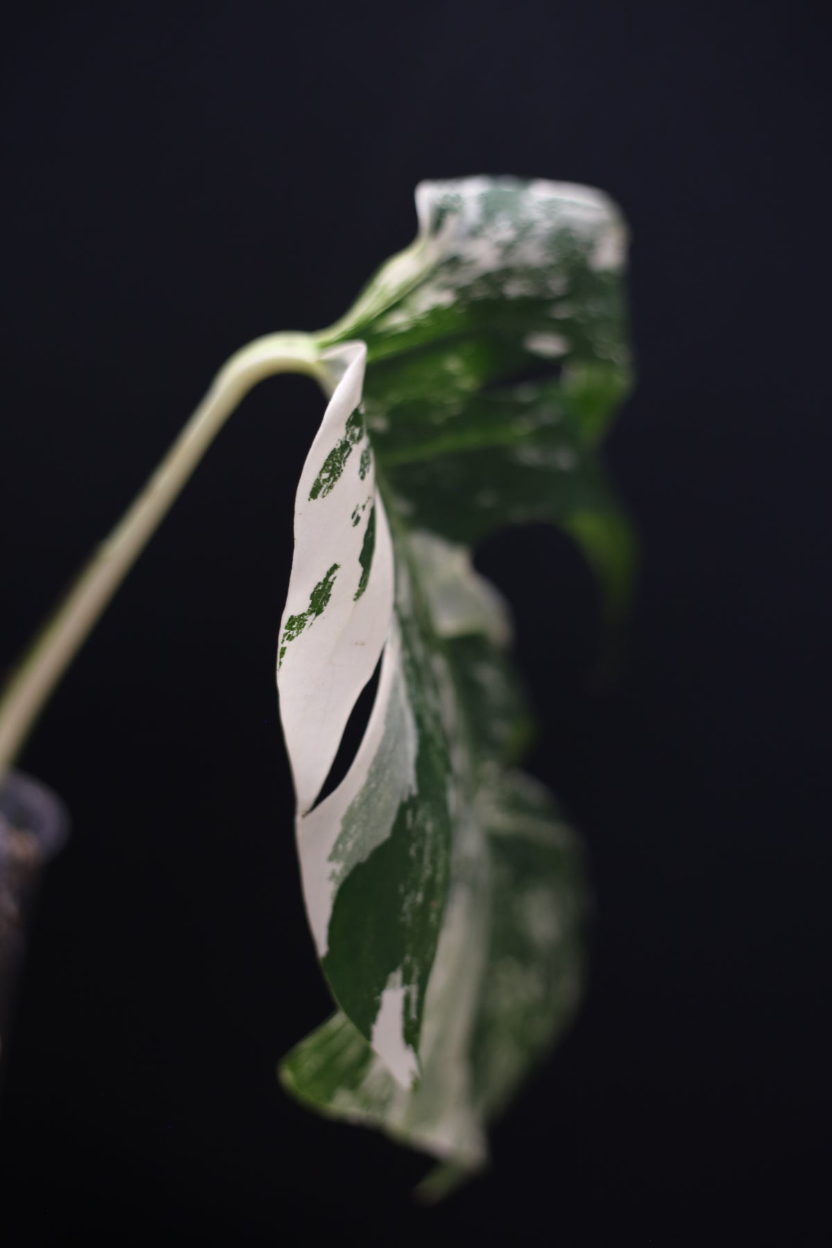 Monstera Albo Variegated - Marbled Fenestrated Leaf - Potted (MO-003-009)