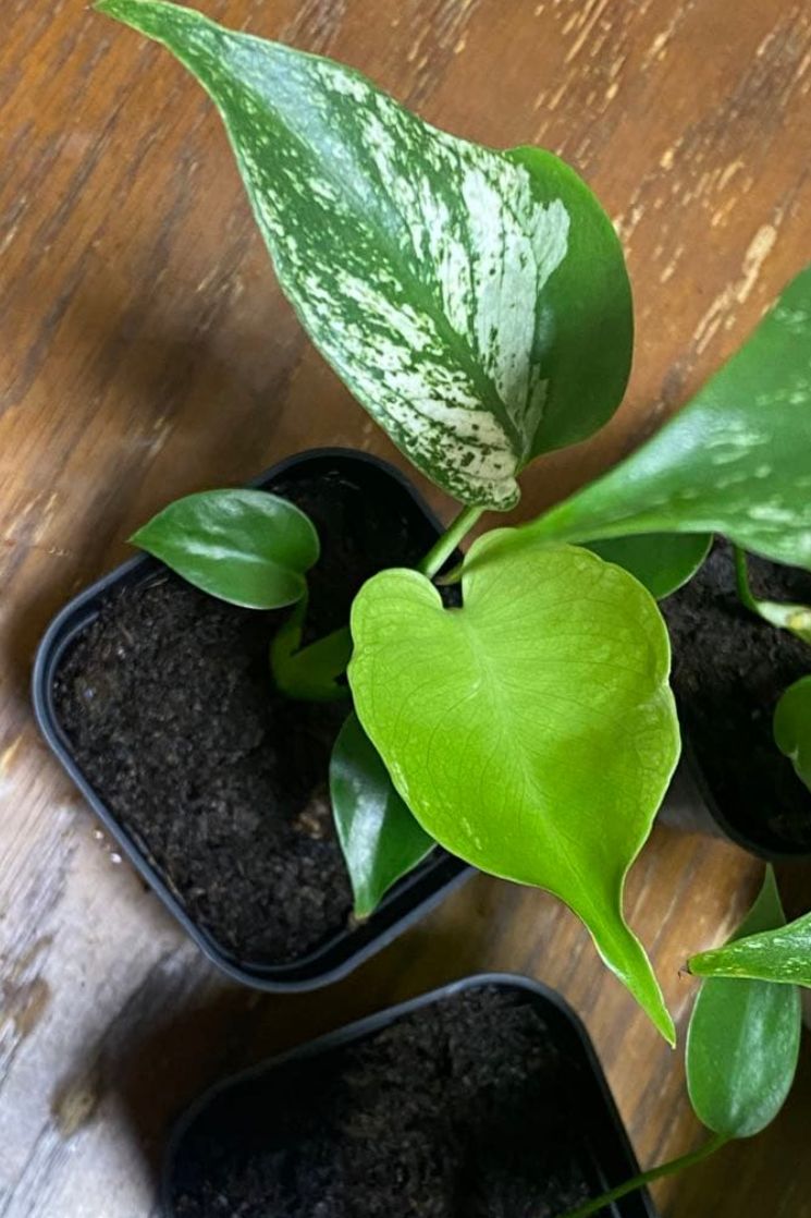 Monstera Deliciosa 'Devil Monster' Variegated | Limited Pre-Order