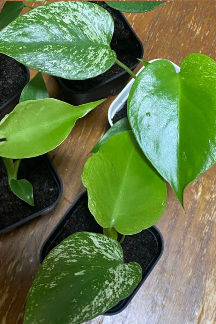 Monstera Deliciosa 'Devil Monster' Variegated | Limited Pre-Order