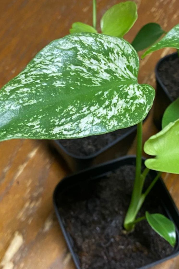 Monstera Deliciosa 'Devil Monster' Variegated | Limited Pre-Order