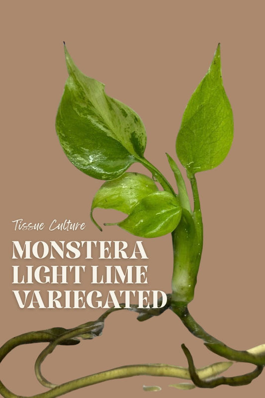 [Pre-Order / Free Shipping] MONSTERA LIGHT LIME VARIEGATED TISSUE CULTURE (1 PLANT/BAG)